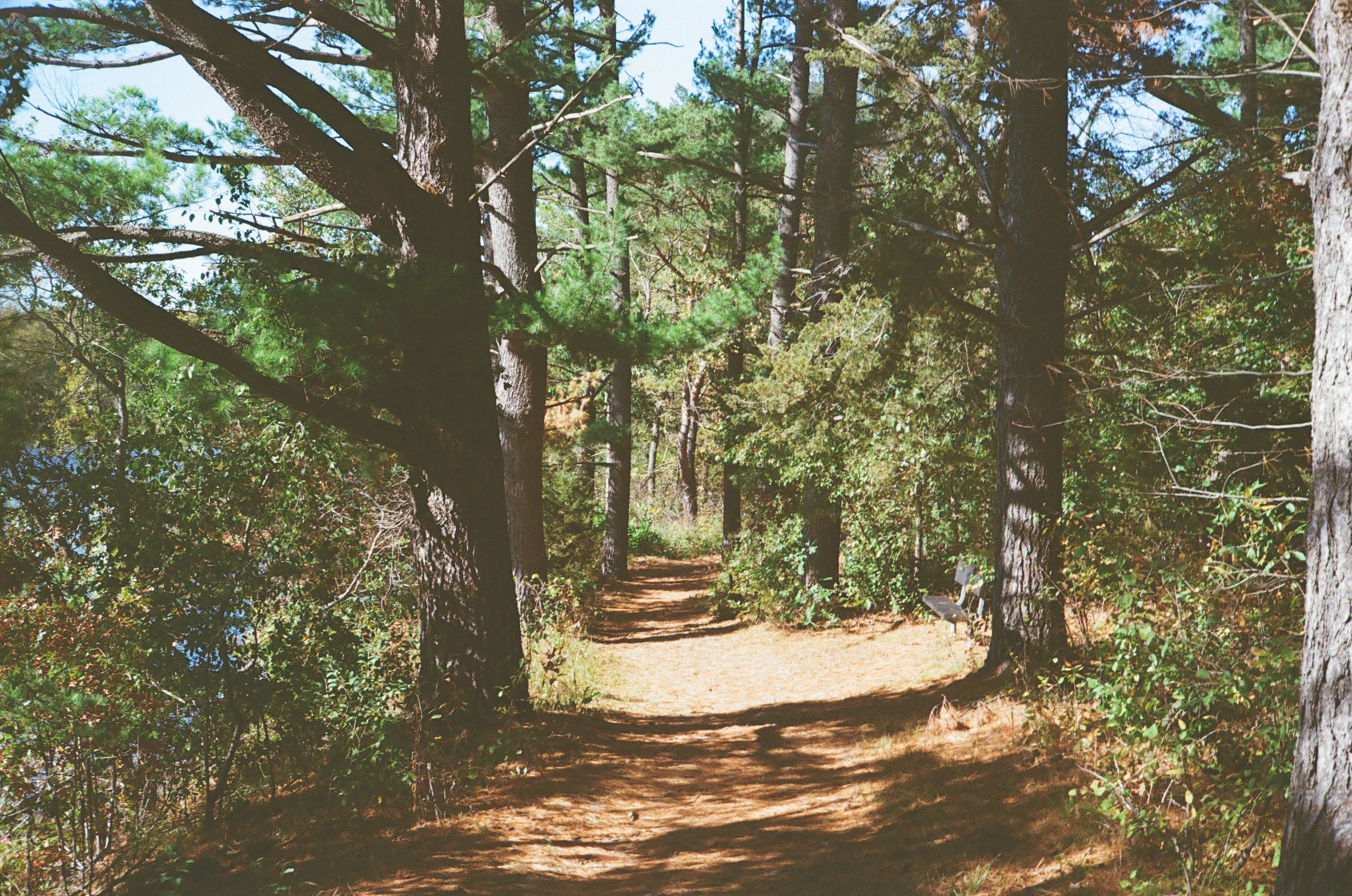 Merrick State Park, Fountain City WI - Trail Pines